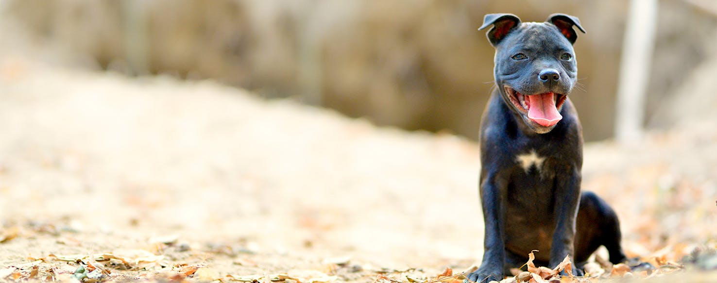 Brazilian Dog Names Popular Male and Female Names Wag!